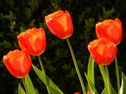 a bush of red tulips near a green bush