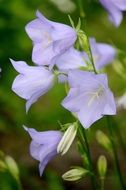 blue campanula