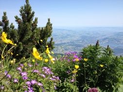 panorama of the swiss mountains in summer