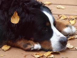 fascinating bernese mountain dog