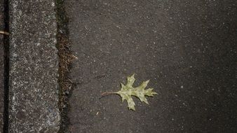 tree leaf on the ground