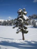 landscape of snow covered spruce in austria