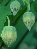 Beautiful green seeds and leaves of the abutilon