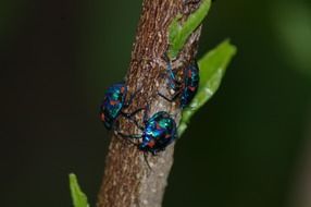 shiny beetles on a tree trunk