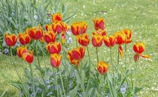 flowering tulips in the park