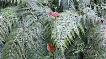 Foliage of a fern
