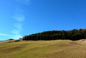 forest on a hill in the alps