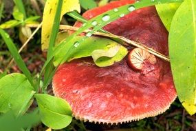 big red russula in the forest