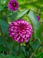 macro photo of pink dahlia flowers in the garden