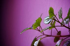 Green home flower