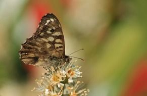 butterfly on a flower on the blurry background close-up