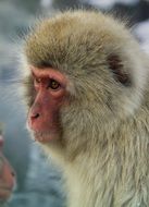 japanese monkey macaque