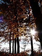 the sun through the leaves of trees in autumn