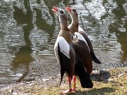 Egyptian geese near the pond