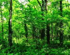 bright green plants in the forest in summer