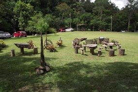 landscape of camping in the green forest