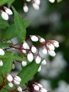 White buds hydrangea