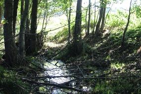 wonderful nature forest