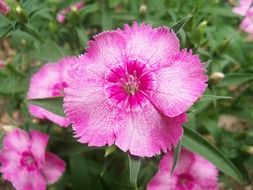 natural pink daisies on a flowerbed