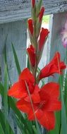 red gladiolus flower