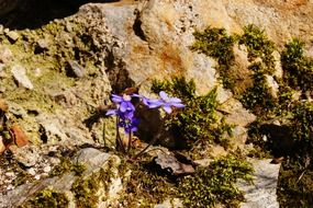 purple hepatica blossom
