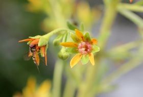 flowering of alpine saxifrage closeup