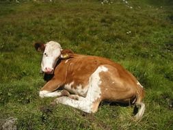 cow with white spots in south tyrol