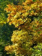 autumn leaves on a tree