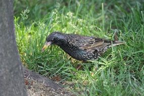 wild bird on ground