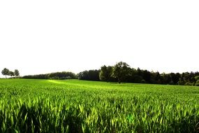 extraordinarily beautiful meadow