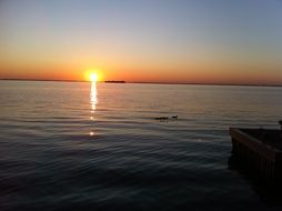 duck family on the lake at sunset