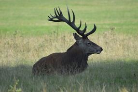 Big deer resting on green field