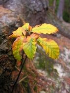 small yellow beech leaves