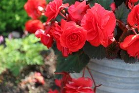 red kukkka flowers in the pot