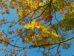 trees with yellow leaves against the sky
