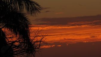 palm tree silhouette at dark sunset