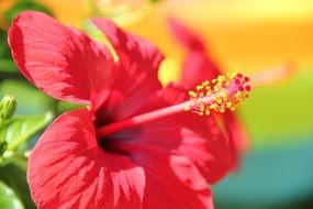 Side view on a red hibiscus flower