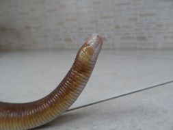 incredible lizard