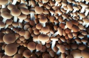 fungus mushrooms