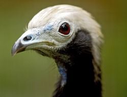 wild bird with white head