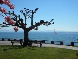 Lake constance in spring