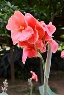 Beautiful gradient pink flowers on a stem in Mawanella in Sri Lanka