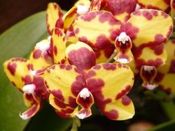 incomparable orchid mackerel close-up