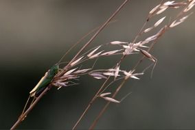 closeup photo of grasshopper on a dry stalk of a plant