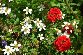 gorgeous geranium red flowers