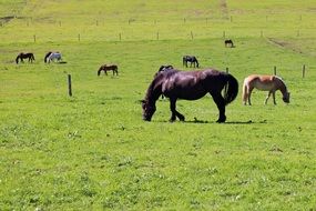 horses eat grass in the pasture