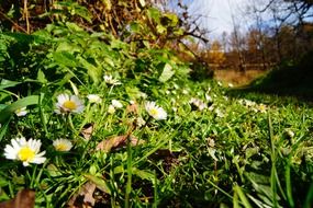 gorgeous daisy