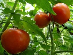 ripe red tomatoes on a bush