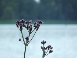 wild flower on a background of water