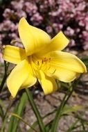 yellow day lily, blooming plant
